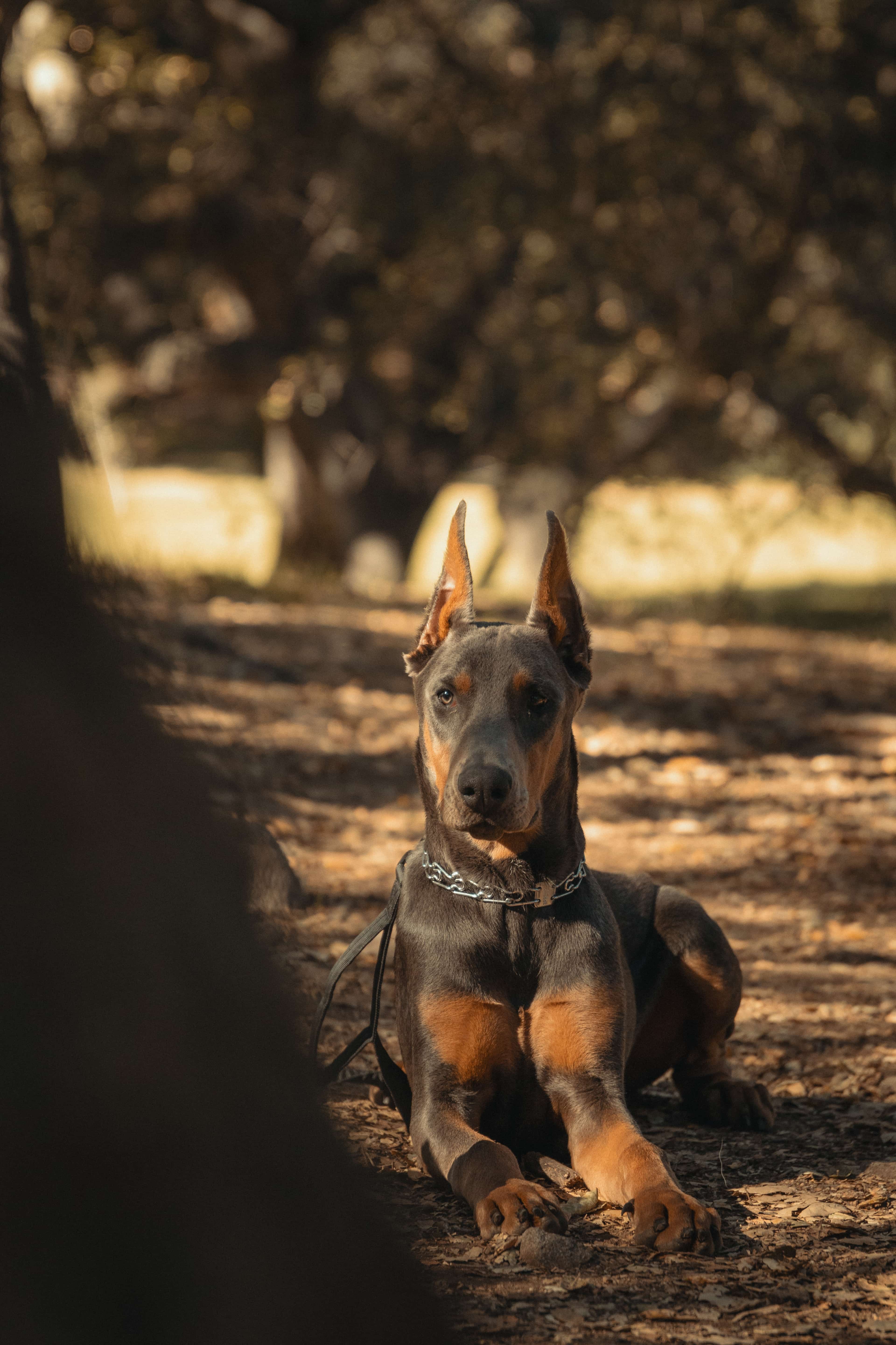 Eduardo Beltran training a dog outdoors near Fallbrook, California
