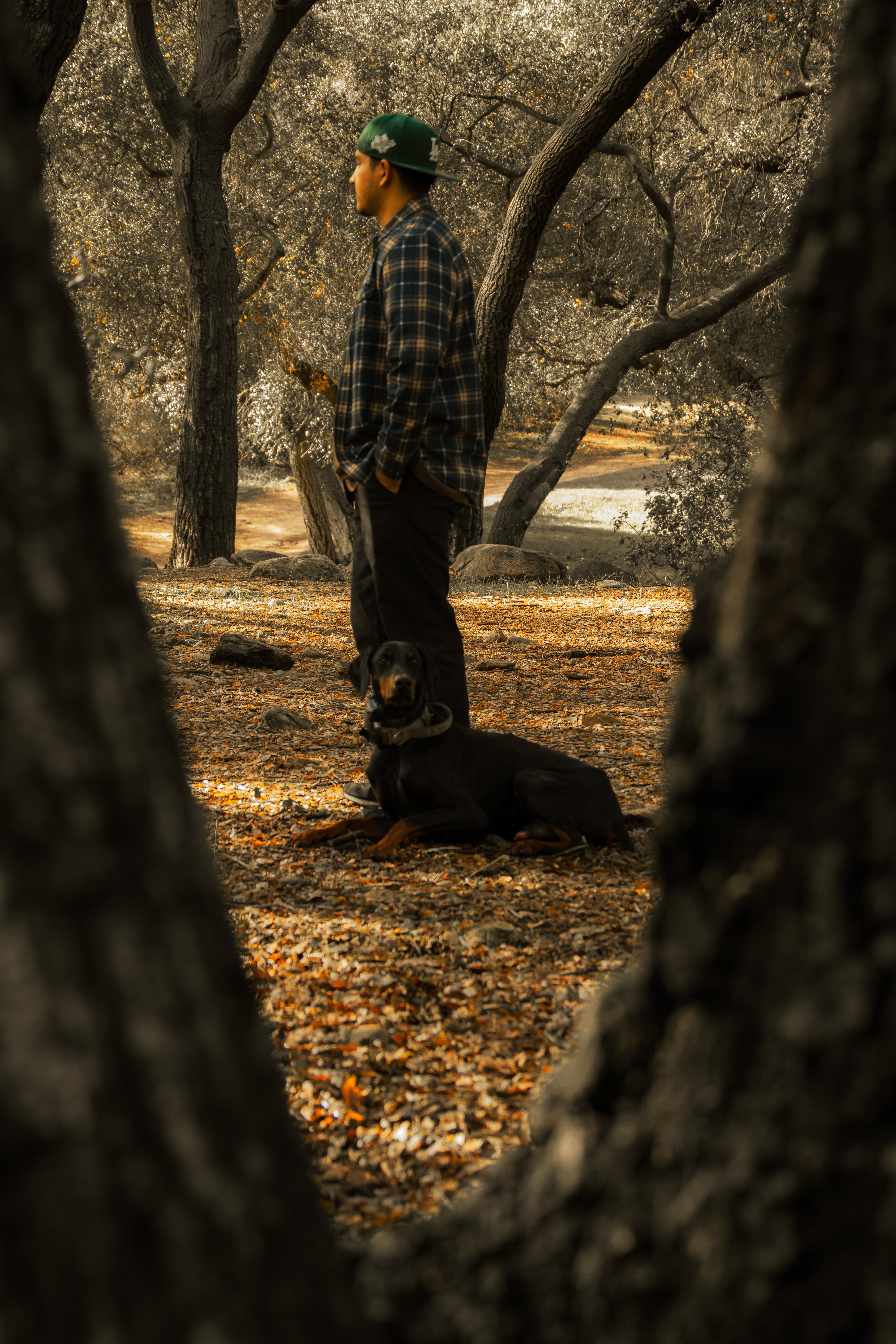 Real-world dog training near Fallbrook