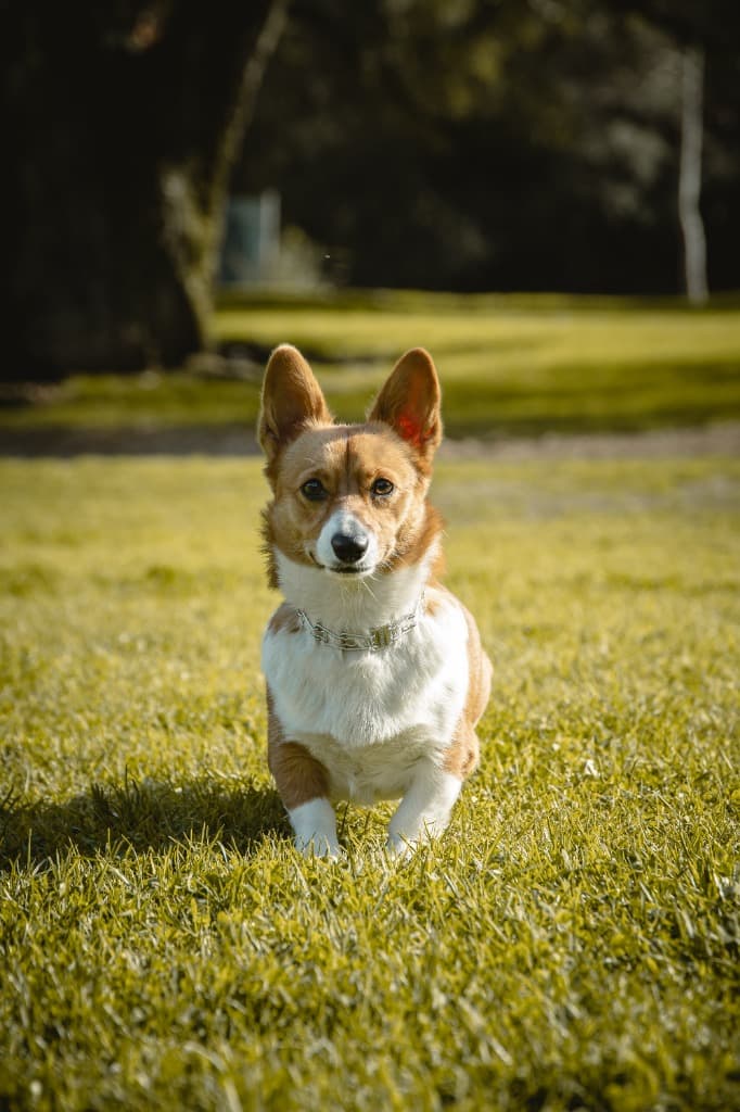 Dog Photography with Eduardo Beltran serving Wildomar, California