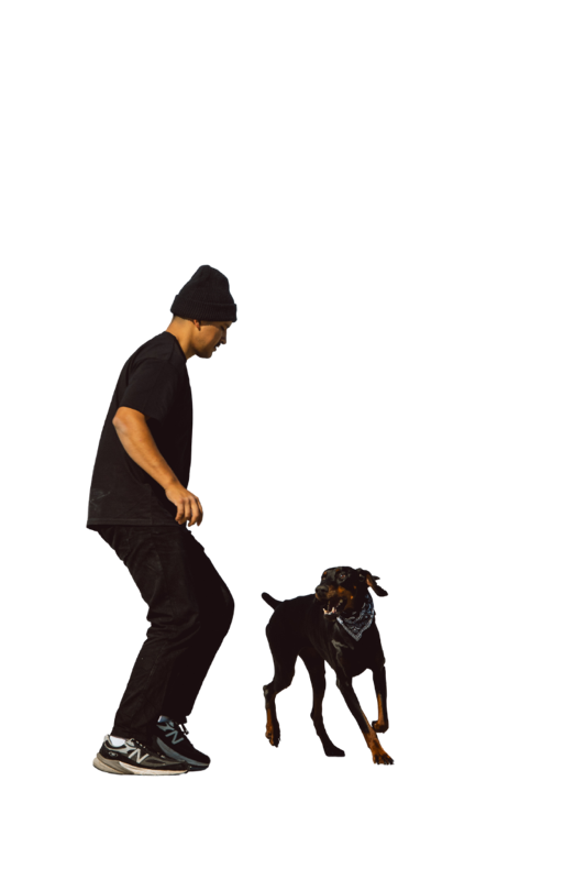 Eduardo Training a Rottweiler