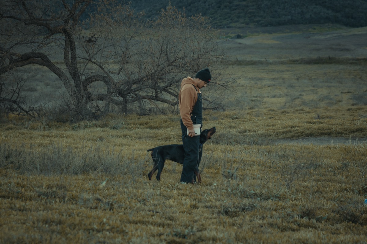 Doberman standing calmly during real-world obedience training